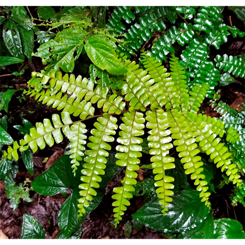 Семейство Didymochlaenaceae фото
