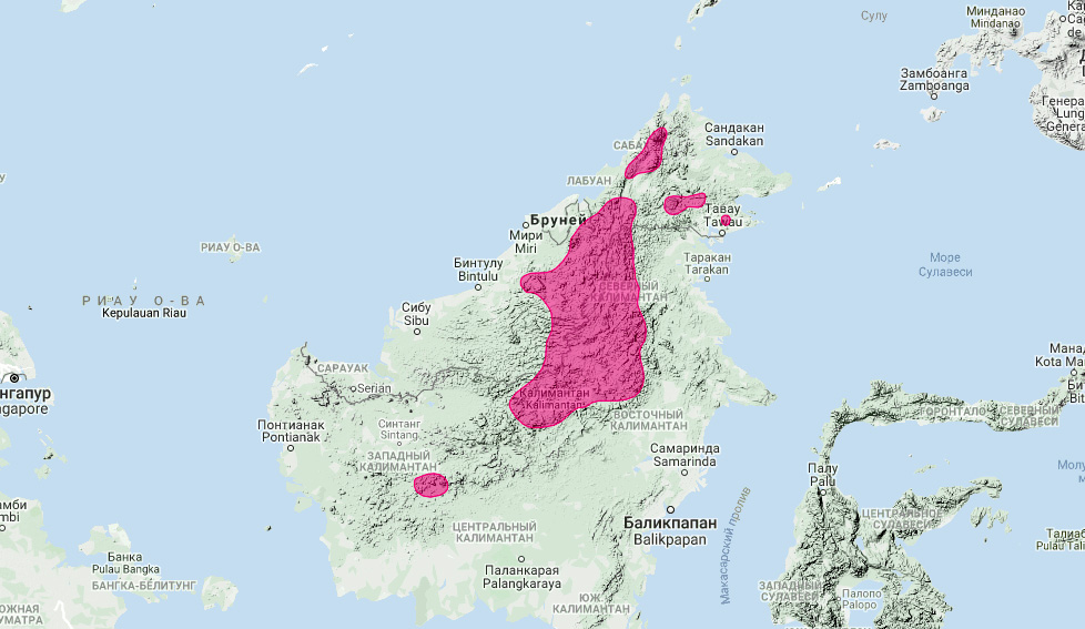 Калимантанская цивета (Diplogale hosei) Ареал обитания на карте