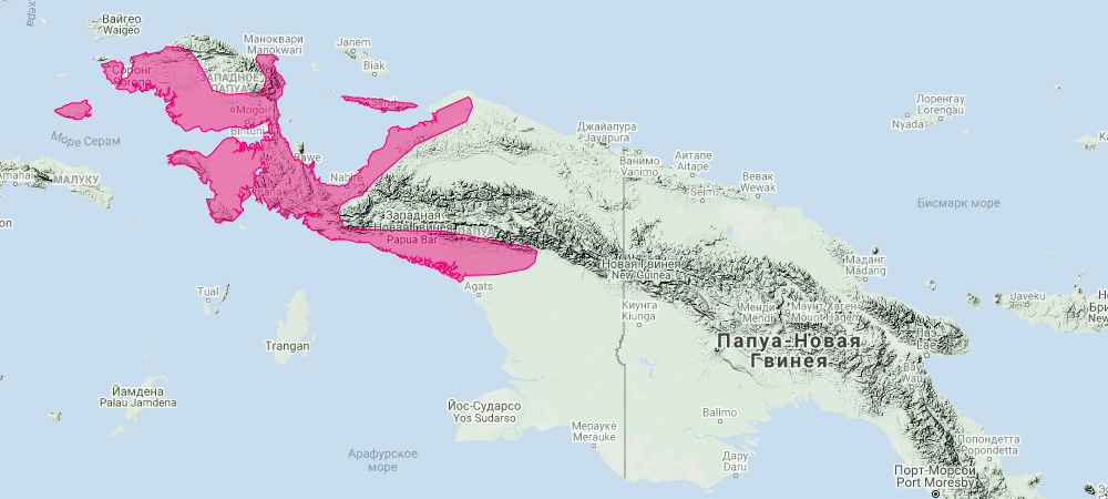 Бурый кустарниковый кенгуру (Dorcopsis muelleri) Ареал обитания на карте