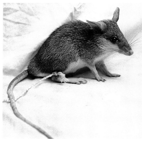 Род Колючие крысы  фото