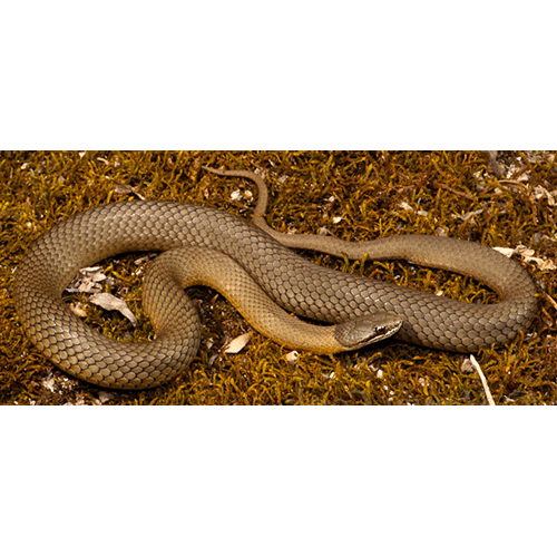  Род Австралийские юго-западные травяные змеи  фото