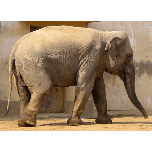 Род Индийские слоны  фото