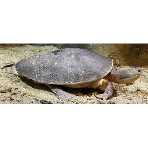 Змеиношеие черепахи / Змеиношейные черепахи (Chelidae) | LifeCatalog