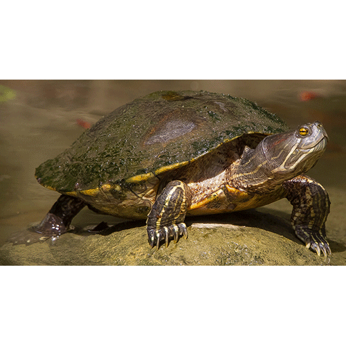 Семейство Американские пресноводные черепахи  фото