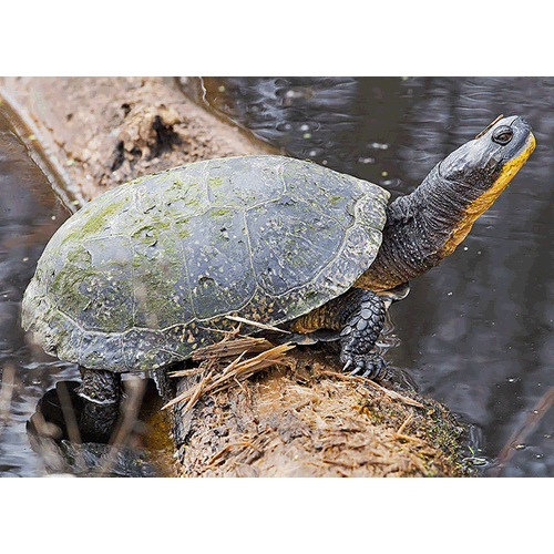  Род Американские болотные черепахи  фото