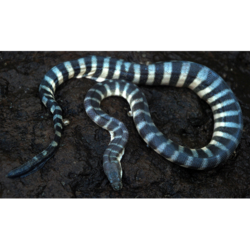  Род Клювомордые морские змеи  фото