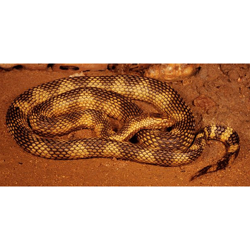  Род Болотные змеи Грея  фото