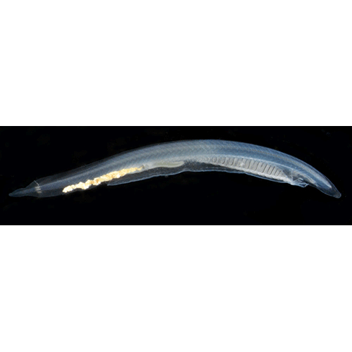  Род Epigonichthys  фото