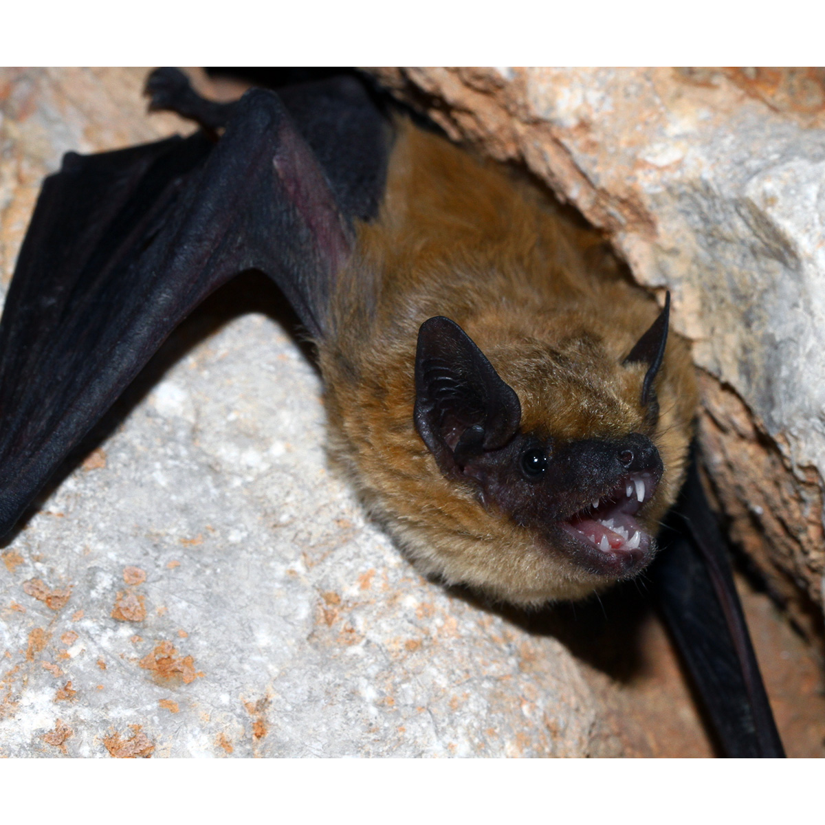 Anatolian Serotine Bat (Eptesicus anatolicus) Фото №3