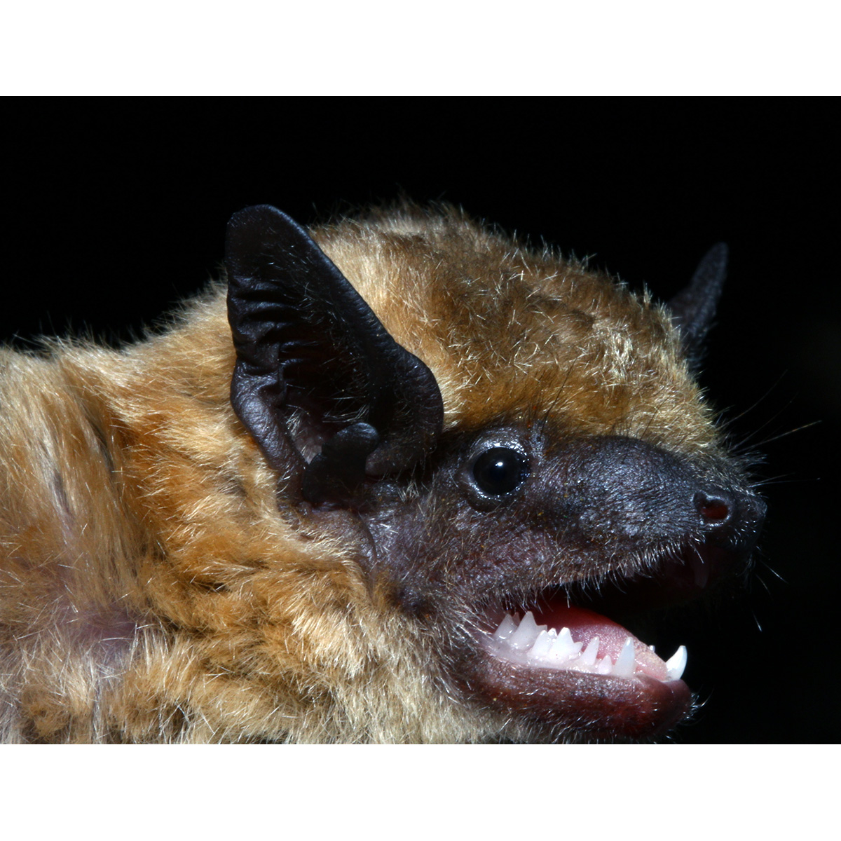 Anatolian Serotine Bat (Eptesicus anatolicus) Фото №4