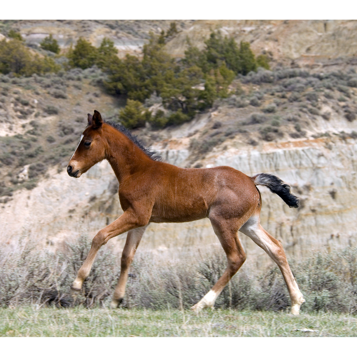 Домашняя лошадь (Equus caballus) Фото №9