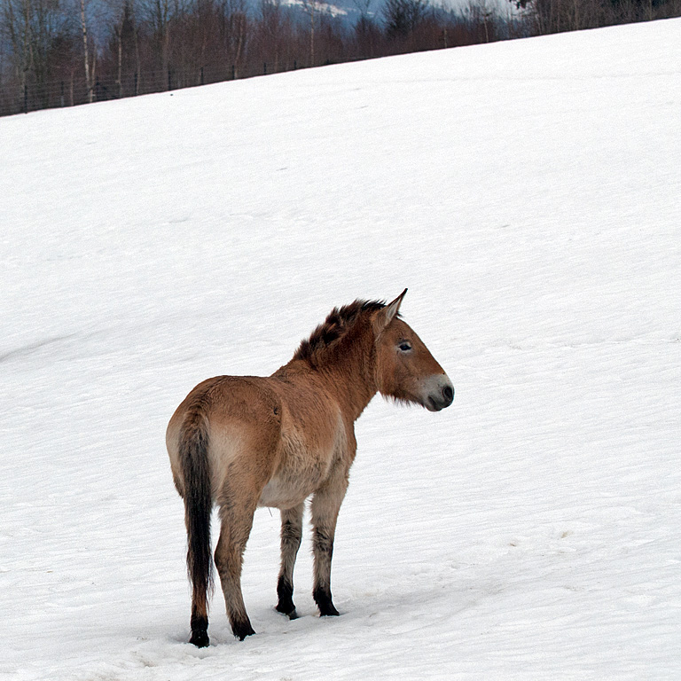 Дикая лошадь (Equus ferus) Фото №6