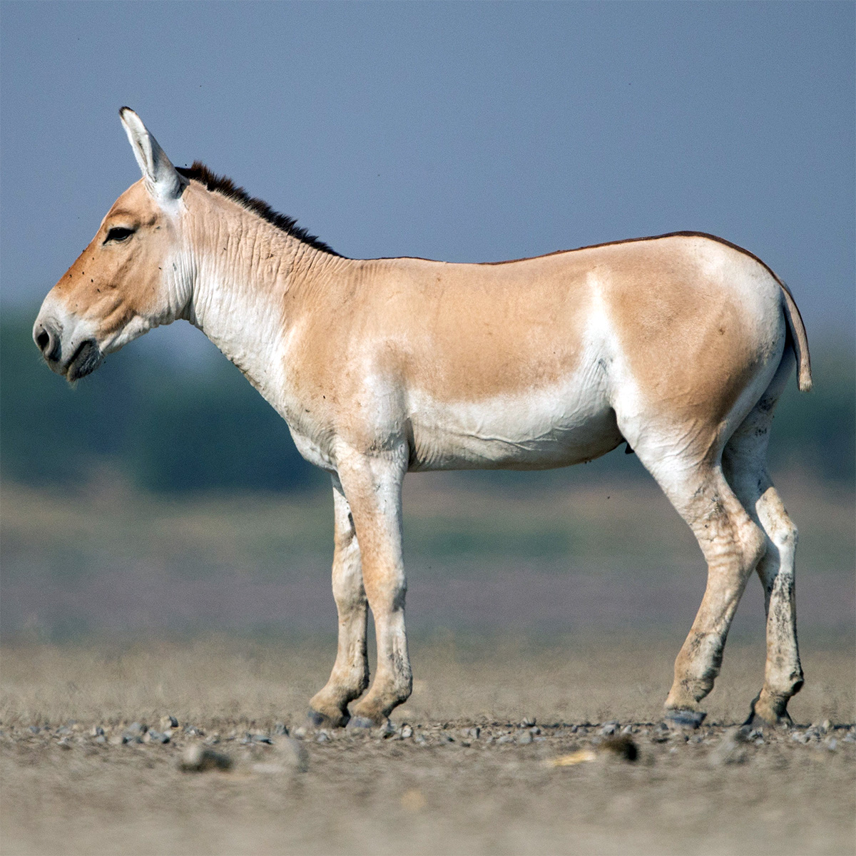 Кулан (Equus hemionus) Фото №2