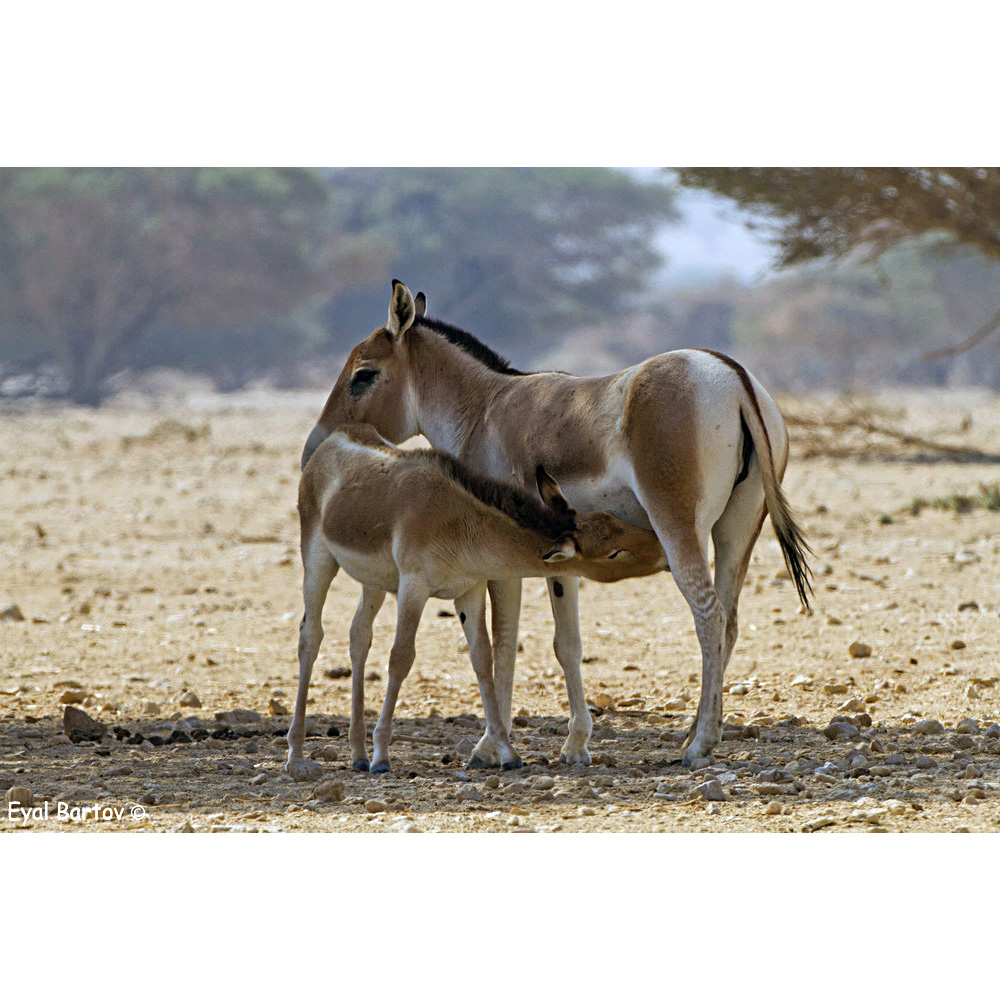Кулан (Equus hemionus) Фото №9