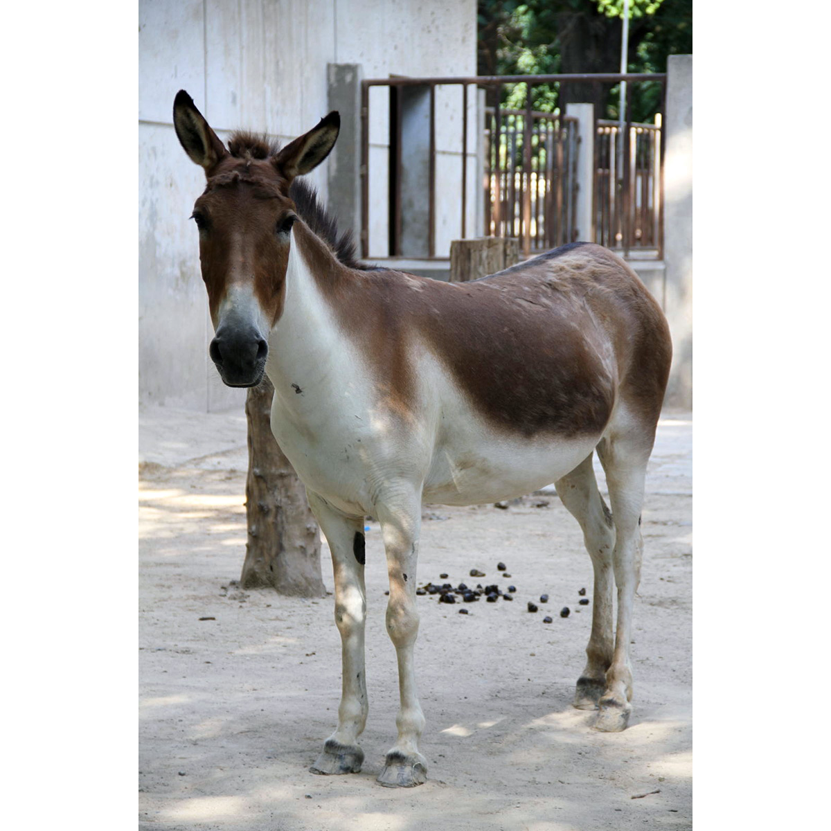 Кианг (Equus kiang) Фото №4