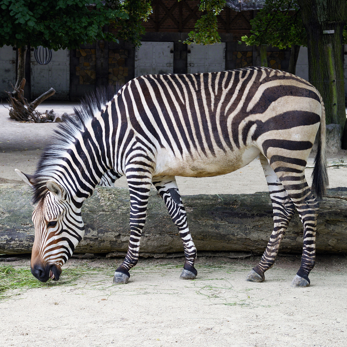 Горная капская зебра (Equus zebra) Фото №4