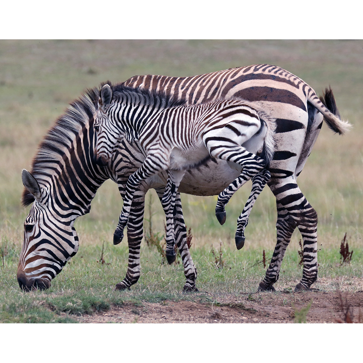 Горная капская зебра (Equus zebra) Фото №8