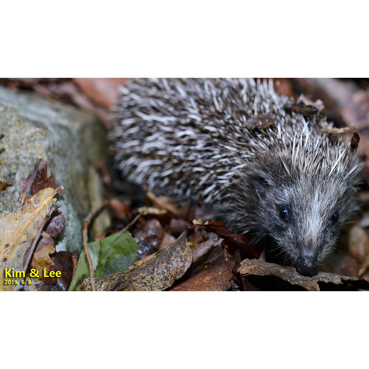 Амурский ёж (Erinaceus amurensis) Фото №5