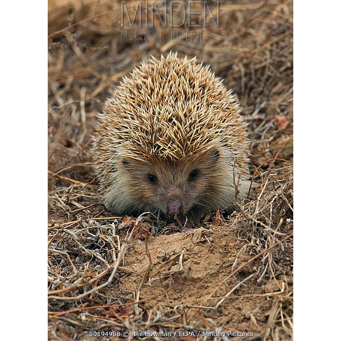 Амурский ёж (Erinaceus amurensis) Фото №6