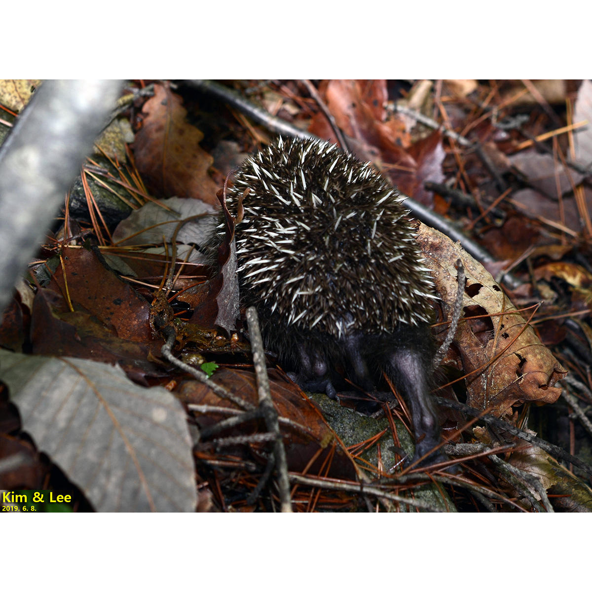 Амурский ёж (Erinaceus amurensis) Фото №7