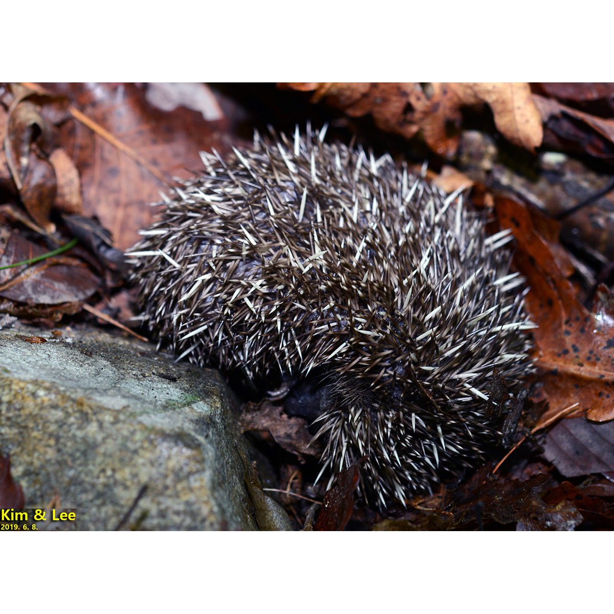 Амурский ёж (Erinaceus amurensis) Фото №8