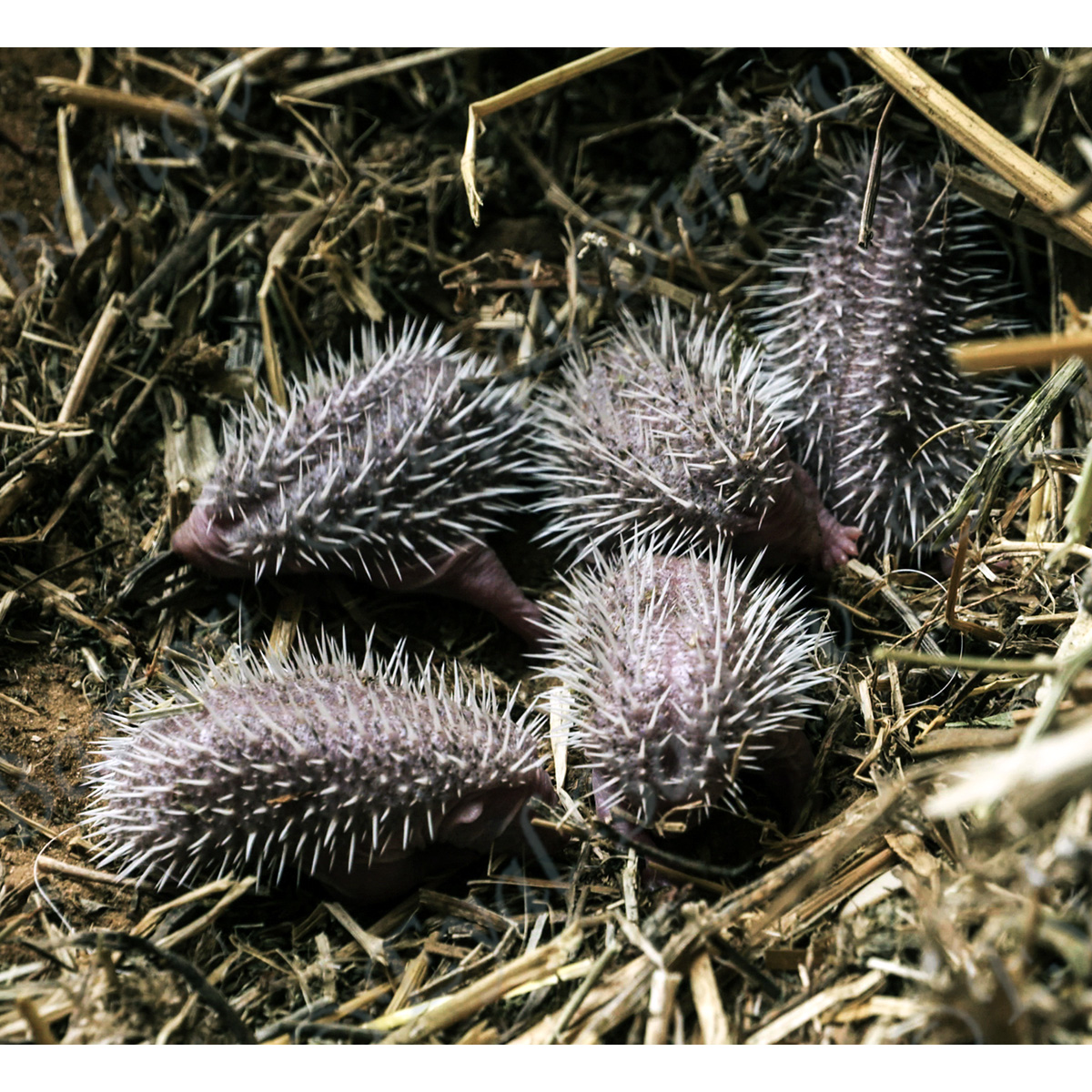 Восточноевропейский ёж (Erinaceus concolor) Фото №9