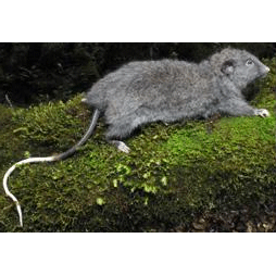 Род Сулавесские мягкошёрстные крысы  фото
