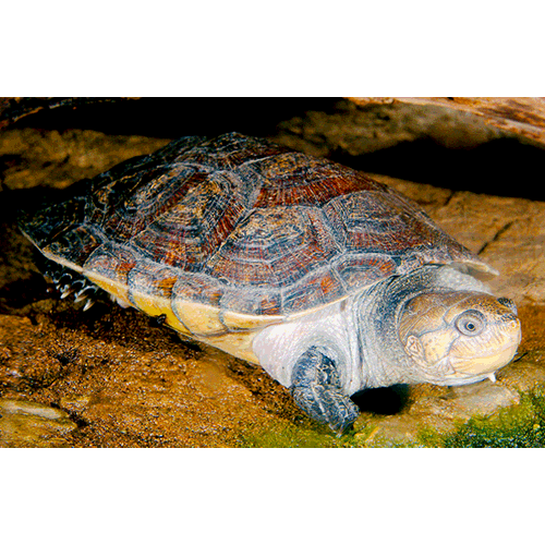  Род Мадагаскарские щитоногие черепахи  фото