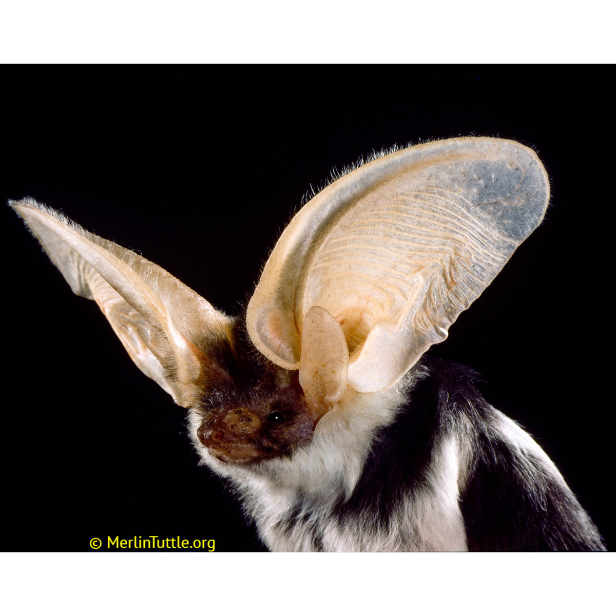 Пятнистый ушан (Euderma maculatum) Фото №10