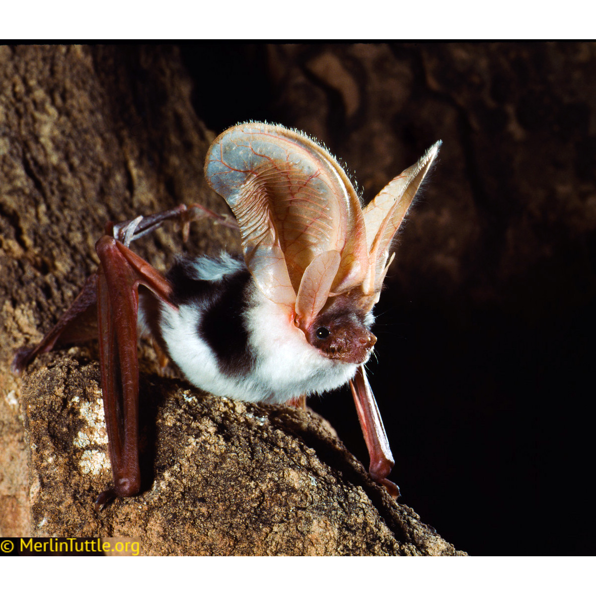 Пятнистый ушан (Euderma maculatum) Фото №4