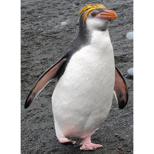  Род Хохлатые пингвины  фото