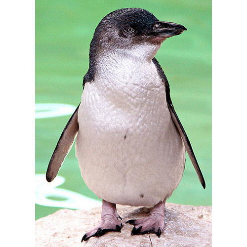  Род Малые пингвины  фото