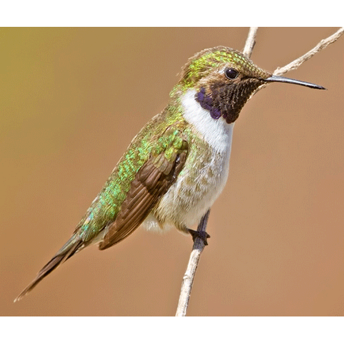 Род Чилийские колибри  фото