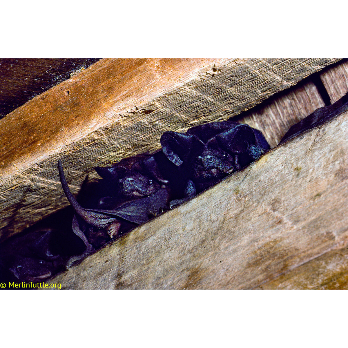 Чёрный эумопс (Eumops auripendulus) Фото №3