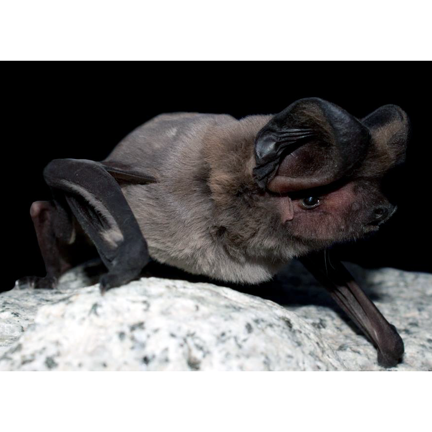 Chiribaya's Bonneted Bat (Eumops chiribaya) Фото №1