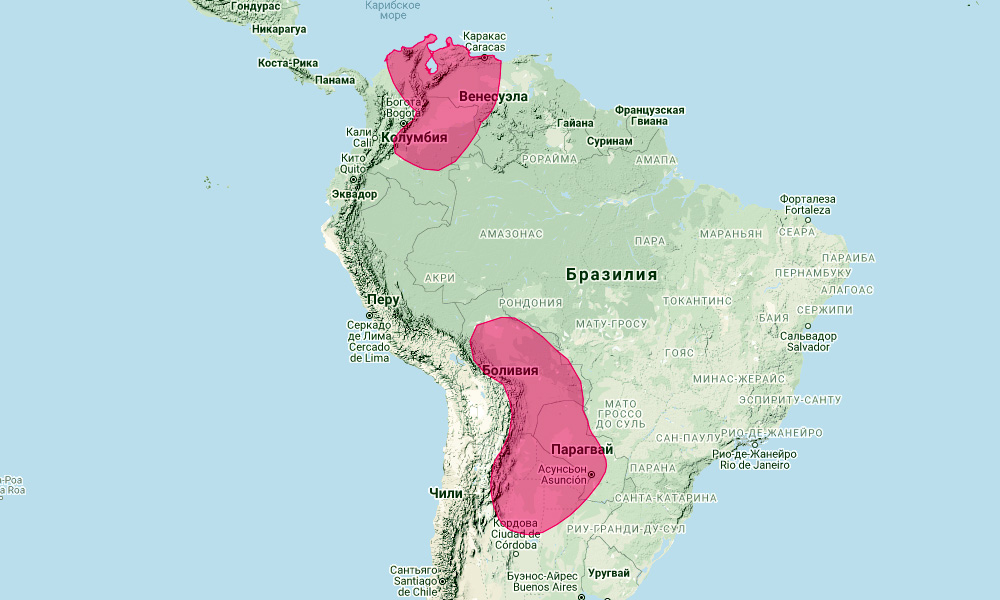 Большой эумопс (Eumops dabbenei) Ареал обитания на карте
