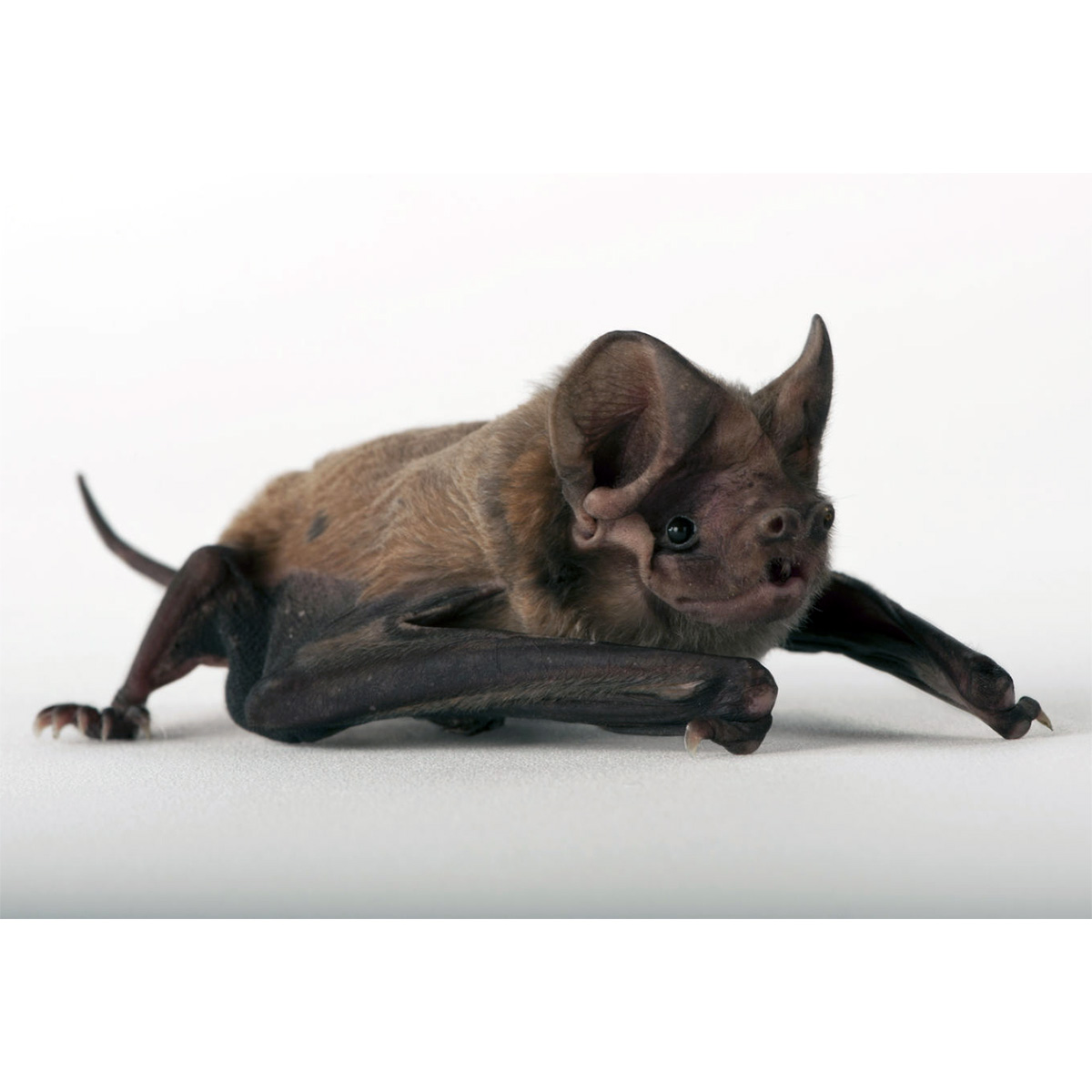 Florida Bonneted Bat (Eumops floridanus) Фото №2