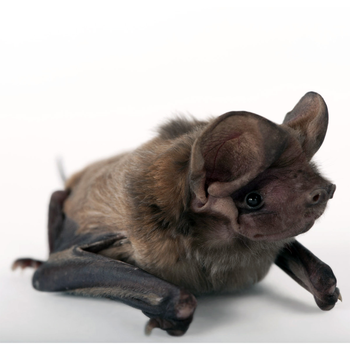 Florida Bonneted Bat (Eumops floridanus) Фото №3