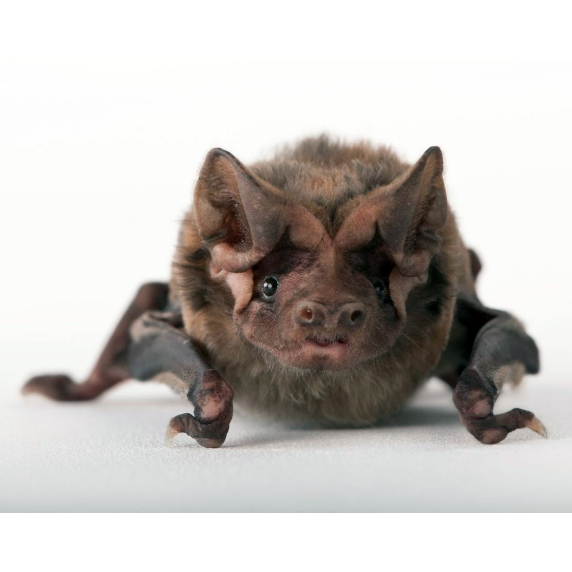 Florida Bonneted Bat (Eumops floridanus) Фото №4