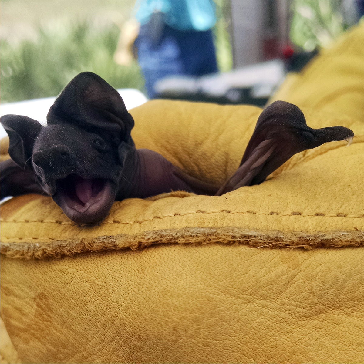 Florida Bonneted Bat (Eumops floridanus) Фото №6