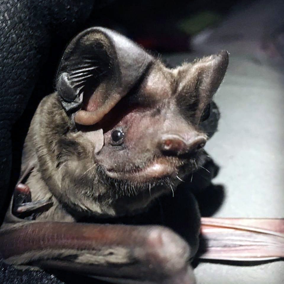 Florida Bonneted Bat (Eumops floridanus) Фото №8
