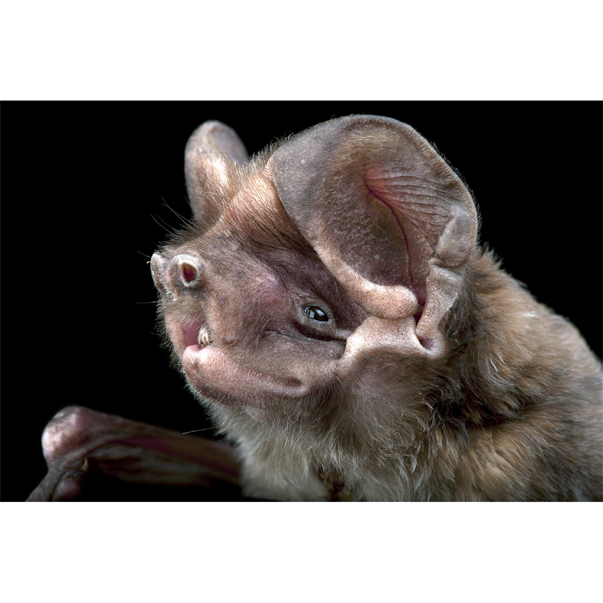 Florida Bonneted Bat (Eumops floridanus) Фото №9