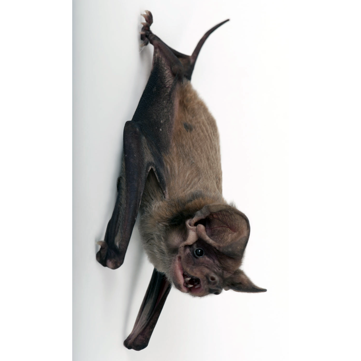 Florida Bonneted Bat (Eumops floridanus) Фото №1