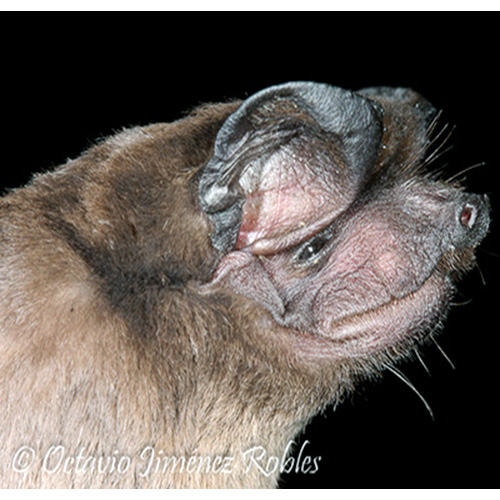 Patagonian Dwarf Bonneted Bat (Eumops patagonicus) Фото №2