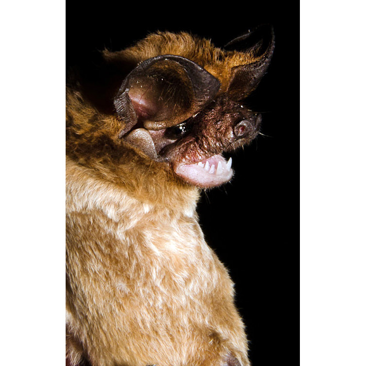 Patagonian Dwarf Bonneted Bat (Eumops patagonicus) Фото №3