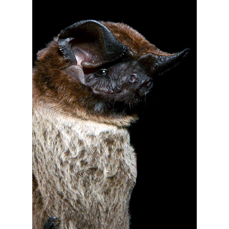 Patagonian Dwarf Bonneted Bat (Eumops patagonicus) Фото №4