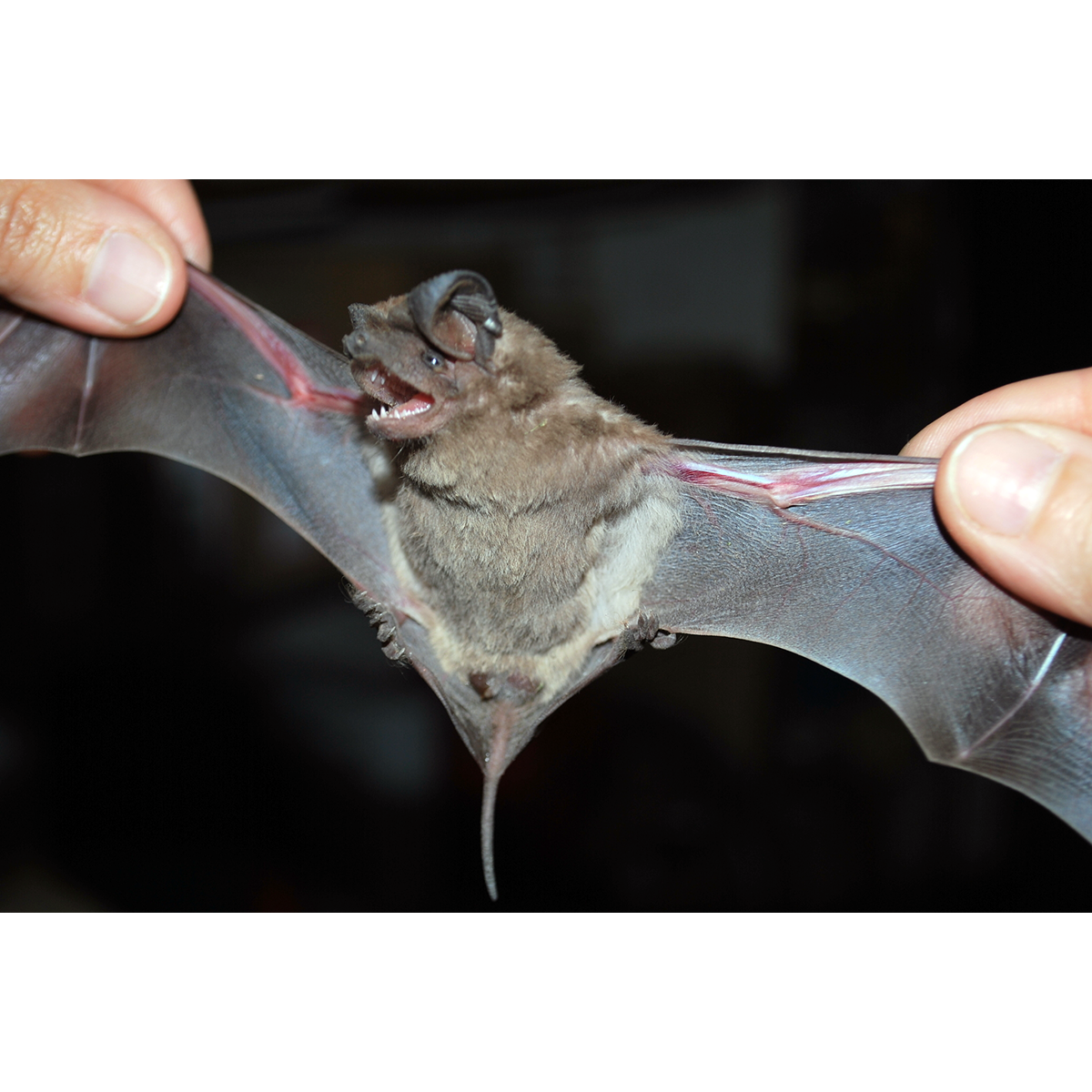 Patagonian Dwarf Bonneted Bat (Eumops patagonicus) Фото №1