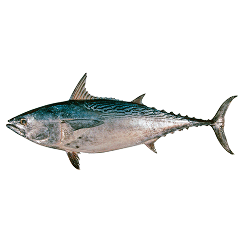 Род Малые тунцы фото
