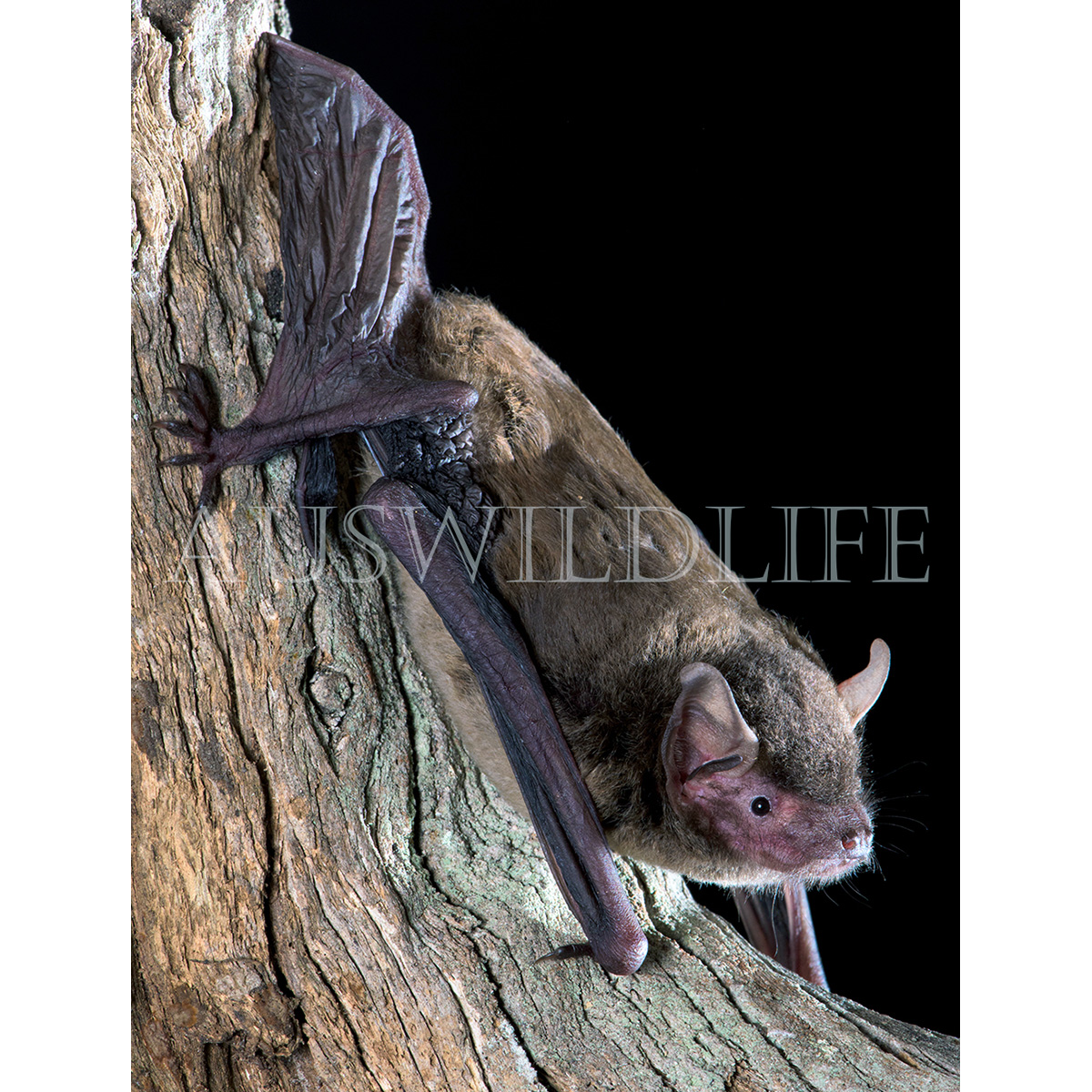Eastern False Pipistrelle (Falsistrellus tasmaniensis) Фото №5
