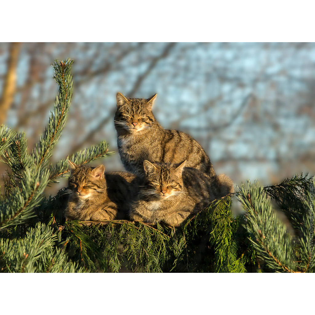 Кавказская Лесная кошка с котятами
